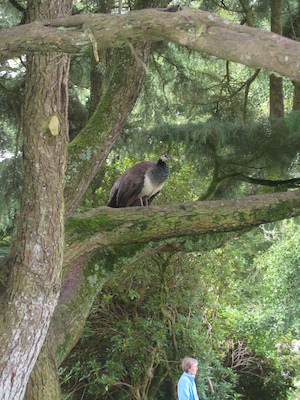 Peahen in a tree (07-12-2009 05:16)