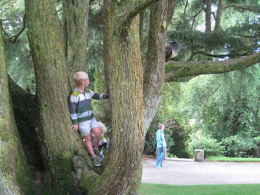 Tim and Cole in a tree (07-12-2009 05:16)