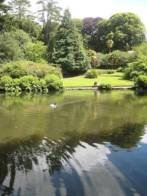Black-necked swan at Trevarno (07-12-2009 06:20)