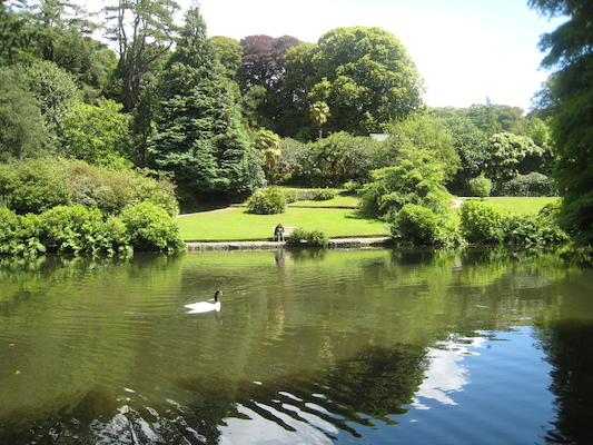 Black-necked swan at Trevarno (07-12-2009 06:20)