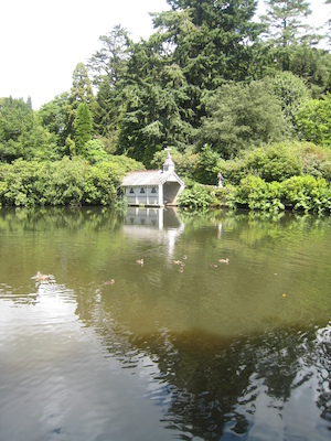 Ducklings (07-12-2009 06:20)