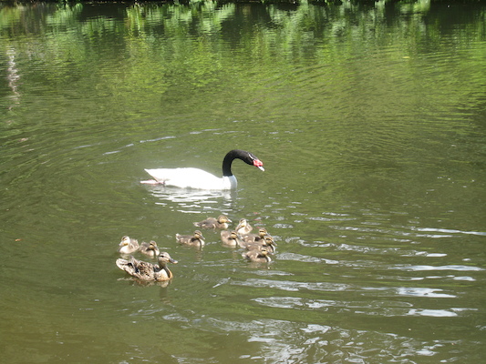 Swan herding the ducklings (07-12-2009 06:20)