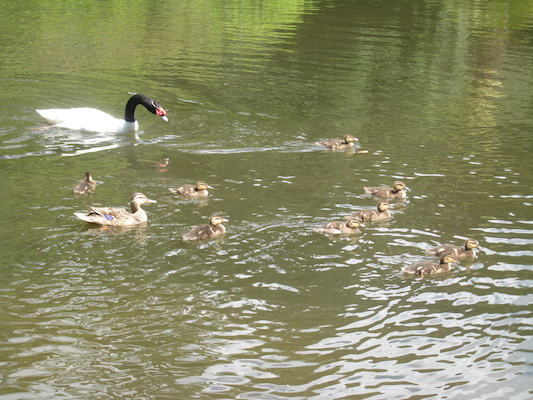 Swan herding the ducklings (07-12-2009 06:21)