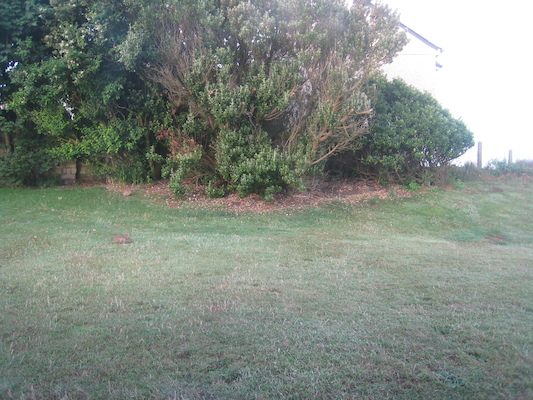 Bunnies in the yard (07-13-2009 00:26)