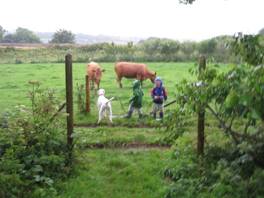 Bazzle, Cole and Tim looking at the cows (07-16-2009 14:42)