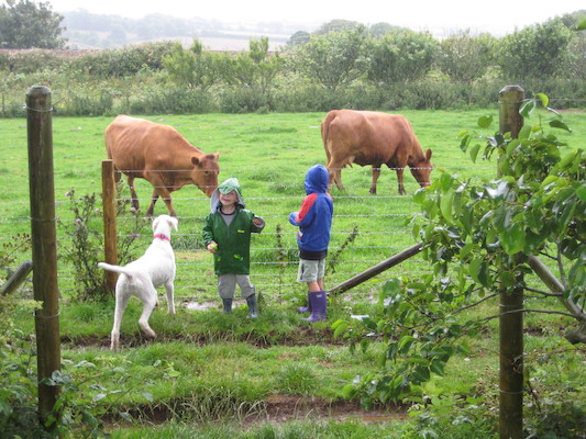 Bazzle, Cole and Tim looking at the cows (07-16-2009 14:42)
