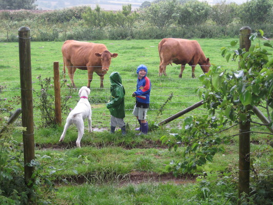 Bazzle, Cole and Tim looking at the cows (07-16-2009 14:42)
