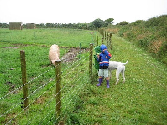 Bazzle, Cole and Tim looking at the pigs (07-16-2009 14:47)