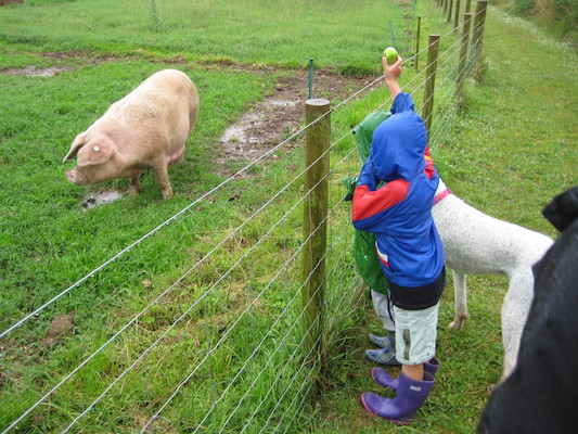 Bazzle, Cole and Tim looking at the pigs (07-16-2009 14:47)