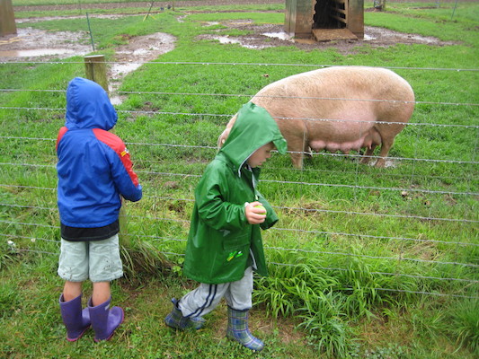 Cole and Tim looking at the pigs (07-16-2009 14:47)