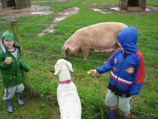 Bazzle, Cole and Tim looking at the pigs (07-16-2009 14:48)