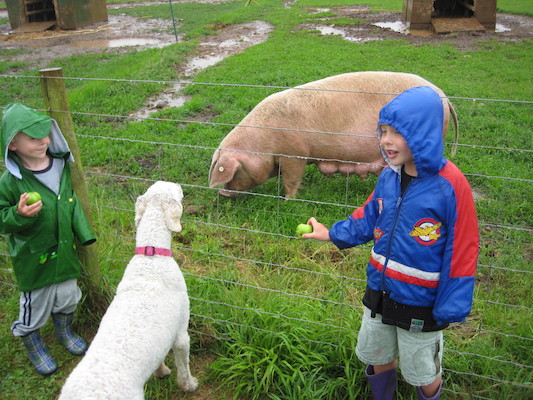 Bazzle, Cole and Tim looking at the pigs (07-16-2009 14:48)