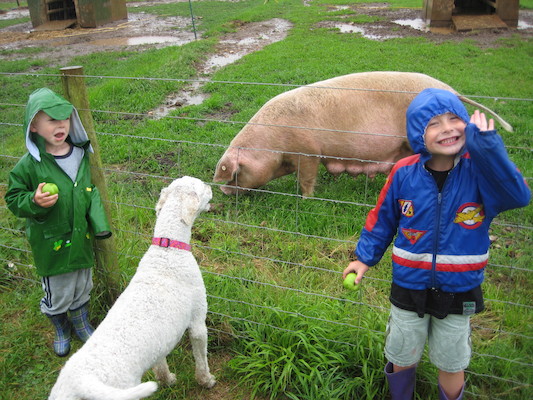 Bazzle, Cole and Tim looking at the pigs (07-16-2009 14:48)