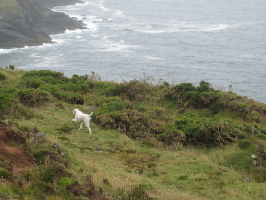 Bazzle at Botallack (07-18-2009 09:25)