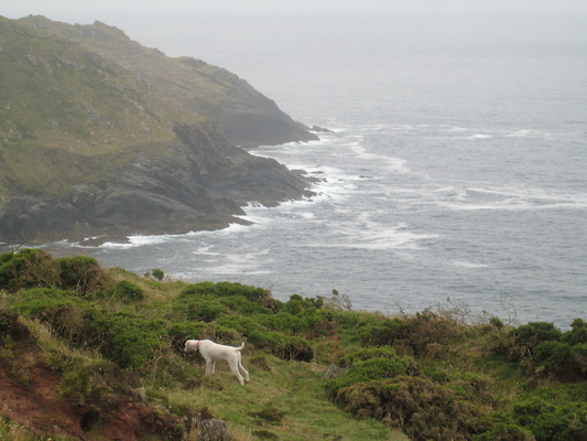 Bazzle at Botallack (07-18-2009 09:25)