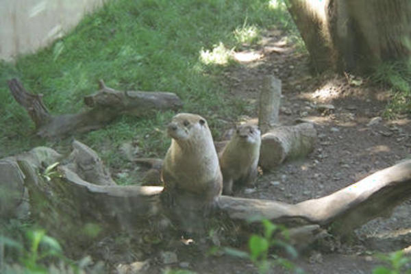 Otters