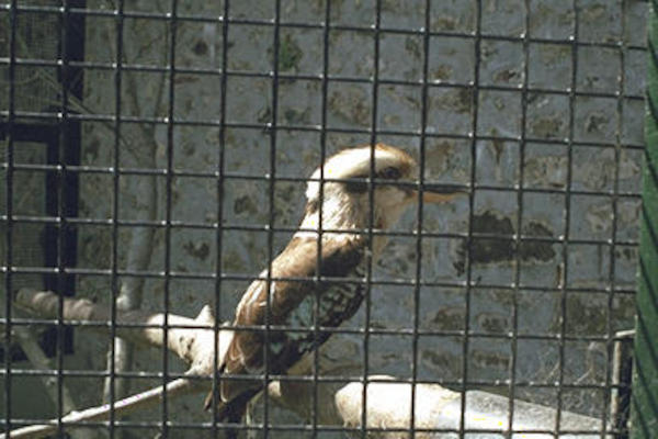 Kookaburra