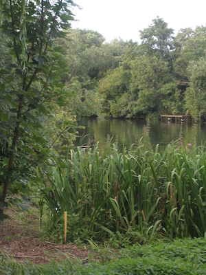Heron at Monkey Island (07-22-2009 18:29)