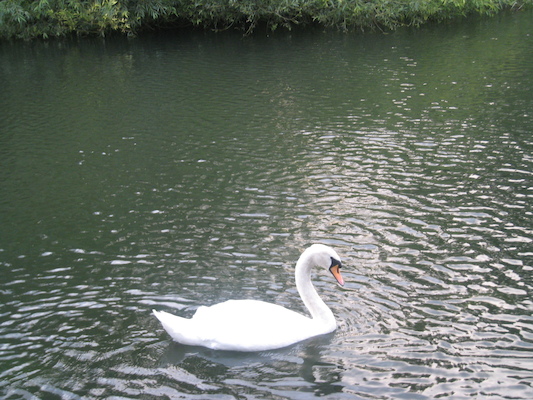 Tim and Cole feeding the swans (07-22-2009 19:04)