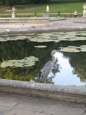 Heron at Hyde Park (07-24-2009 19:01)
