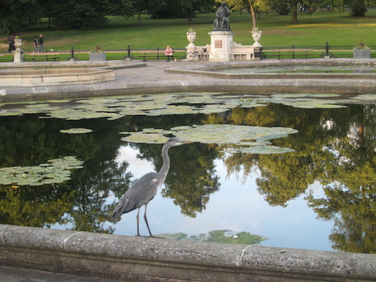Heron at Hyde park (07-24-2009 19:02)