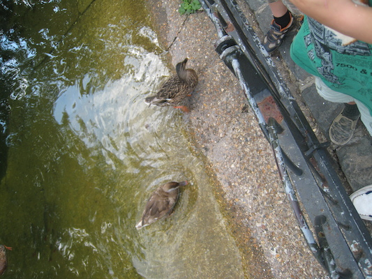 Cole and Tim watching the ducks at the park (07-25-2009 12:43)