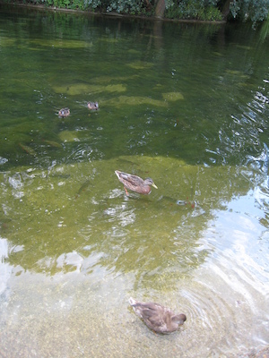 Cole and Tim watching the ducks and fish at the park (07-25-2009 12:43)
