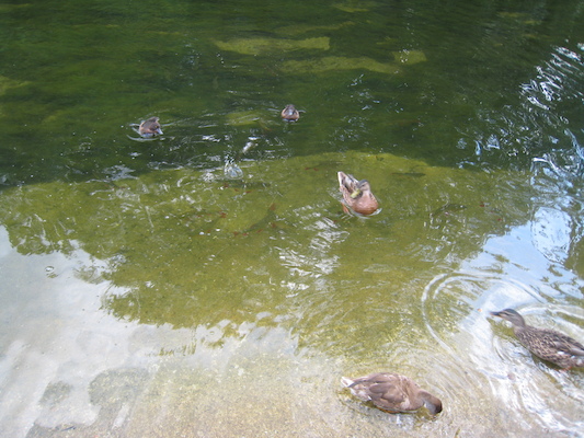 Cole and Tim watching the ducks and fish at the park (07-25-2009 12:43)