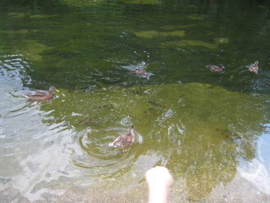 Cole and Tim watching the ducks and fish at the park (07-25-2009 12:44)