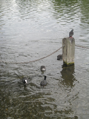 Tim and Cole feeding the birds (07-26-2009 15:43)