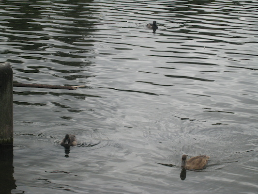 Tim and Cole feeding the birds (07-26-2009 15:43)