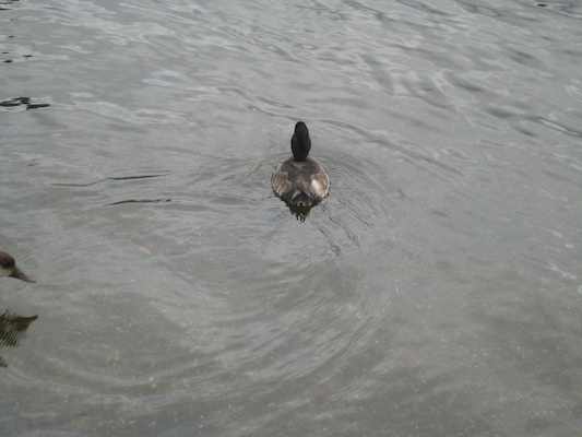 Tim and Cole feeding the birds (07-26-2009 15:44)