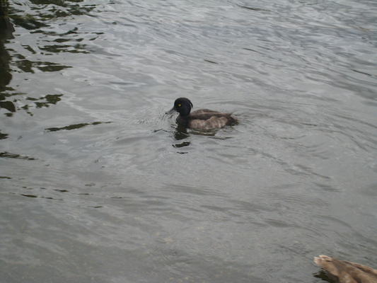 Tim and Cole feeding the birds (07-26-2009 15:44)