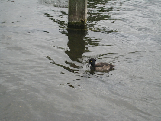 Tim and Cole feeding the birds (07-26-2009 15:44)