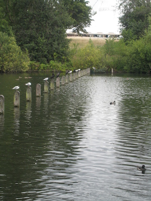 Tim and Cole feeding the birds (07-26-2009 15:44)