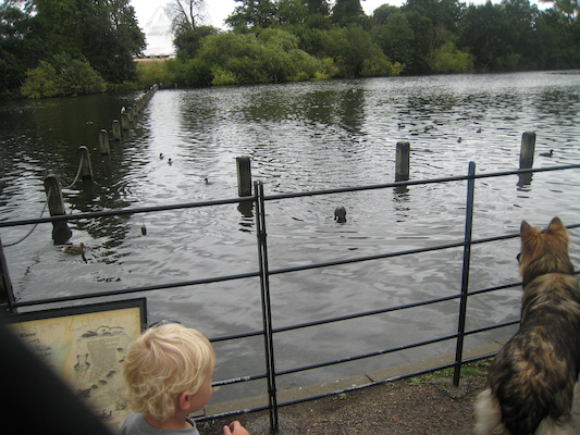 The birds at Hyde park (07-26-2009 15:56)