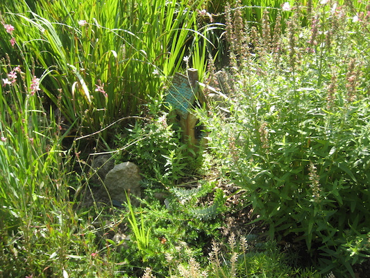 Garden in Osterville (08-08-2009 14:29)