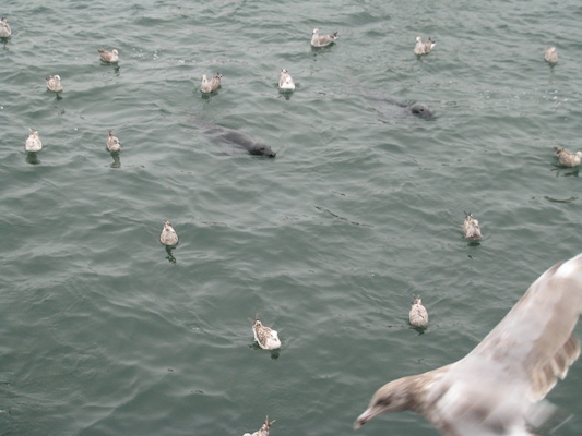 Seals feeding at Chatham fishing pier (08-13-2009 14:09)