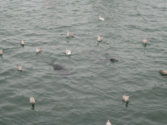 Seals feeding at Chatham fishing pier (08-13-2009 14:09)
