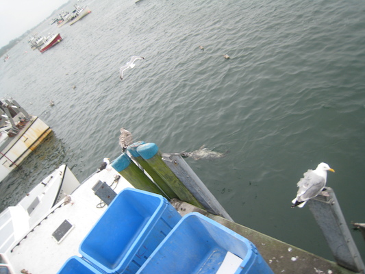 Seals feeding at Chatham fishing pier (08-13-2009 14:11)