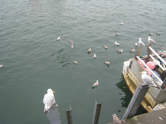 Seals feeding at Chatham fishing pier (08-13-2009 14:14)