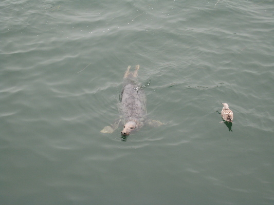 Seals feeding at Chatham fishing pier (08-13-2009 14:14)