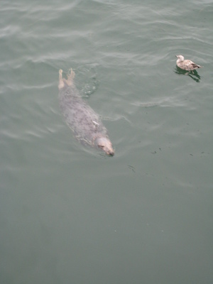 Seals feeding at Chatham fishing pier (08-13-2009 14:14)