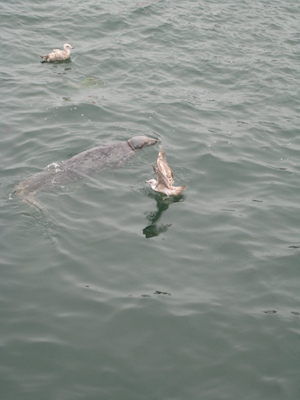 Seals feeding at Chatham fishing pier (08-13-2009 14:16)