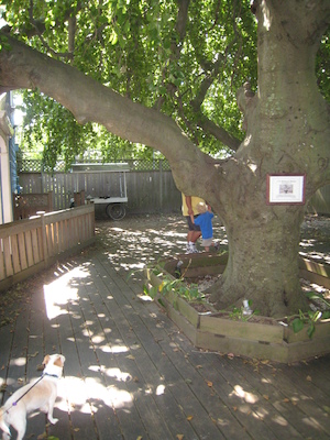 Matt and Mook under the weeping beech with Emily (08-15-2009 10:00)
