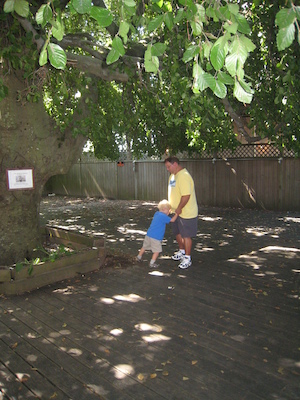 Matt and Mook under the weeping beech (08-15-2009 10:01)
