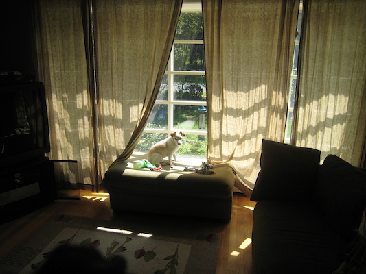 Emily sunning in the window (08-23-2009 13:08)