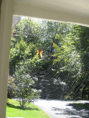 Spider in a web (09-14-2009 12:51)