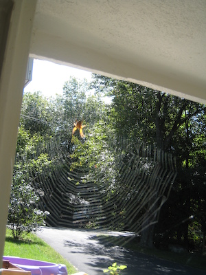 Spider in a web (09-14-2009 12:51)