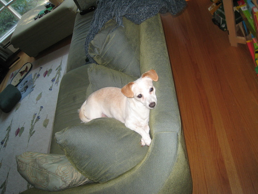 Emily lounging (09-19-2009 08:05)